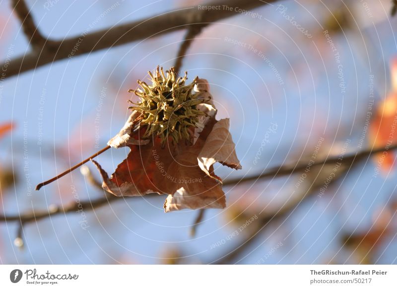 leaf Leaf Tree Red Canton Tessin Spring Ascona Branch Blue Orange Beautiful weather fair weather leaves