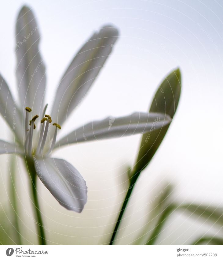 Reach out. Nature Plant Flower Blossom Esthetic Feminine Gray Green White Moody Poverty Onion Blossoming Bud Bright Pistil Colour Guide Dull Decent present