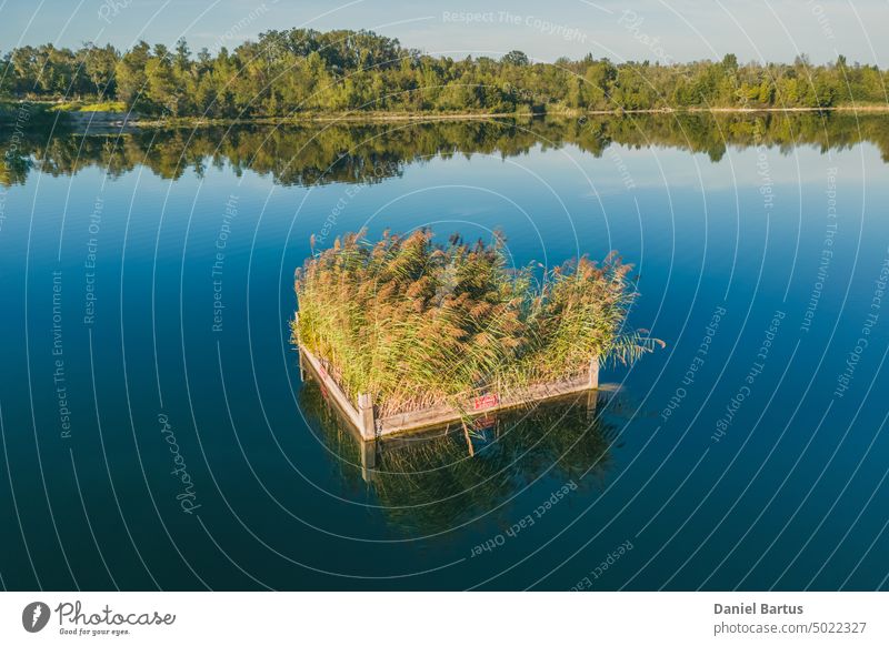 A small wooden footbridge in the middle of the lake is covered with vegetation background blue bud Cannabis closeup color culture drug garden green health hemp