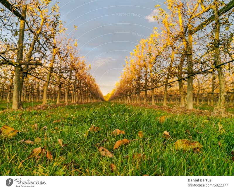 Apple tree fields in the rays of the setting sun autumn background beautiful beauty bright color colorful environment fall foliage forest golden green landscape