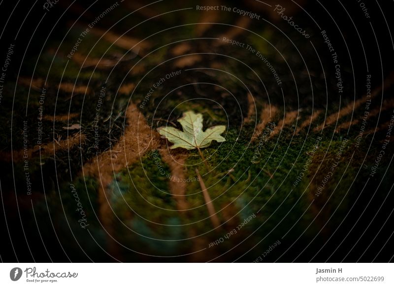 Small leaf on doormat Leaf Autumn Autumn leaves Colour photo Multicoloured Autumnal Autumnal colours Nature Deserted Early fall Seasons Transience Brown Green