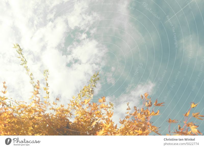 Autumn colored leaves of fan maple in the sunlight against the slightly cloudy sky with a contrail autumn mood Vapor trail Sky Clouds autumn colours