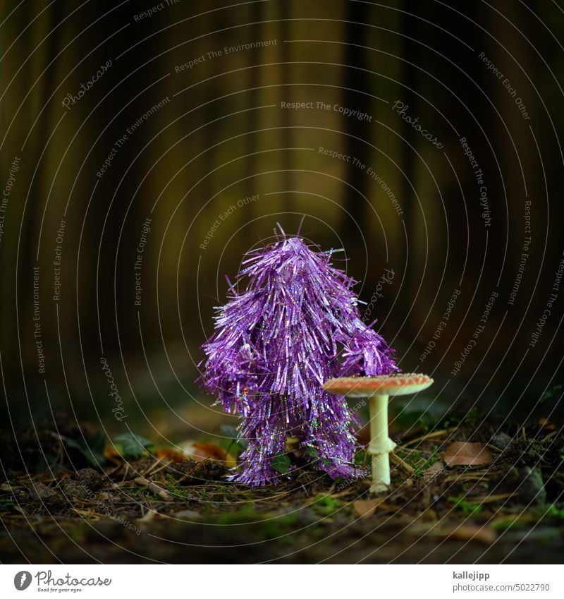 no party without mushrooms Autumn Mushroom Amanita mushroom Monster Party Dance Forest Woodground Moss fir needles trees Nature Exterior shot Colour photo Plant