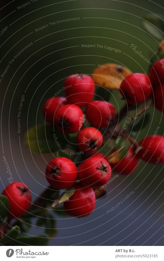 berry season wax Twig berry branch Berries Nature Red red berries Leaf Close-up Gaultheria Procumbens