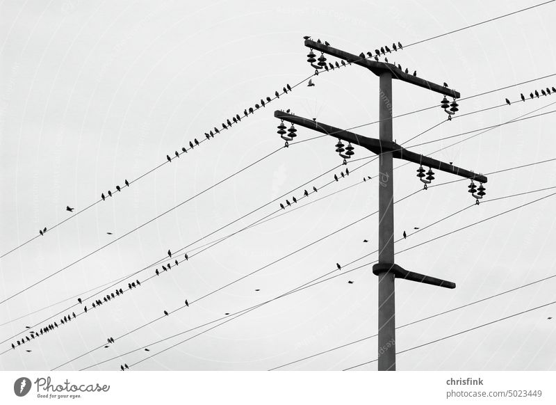 Birds sitting on high voltage pylon and lines birds Pole stream Electricity pylon Energy industry High voltage power line Overhead line Industry Energy crisis