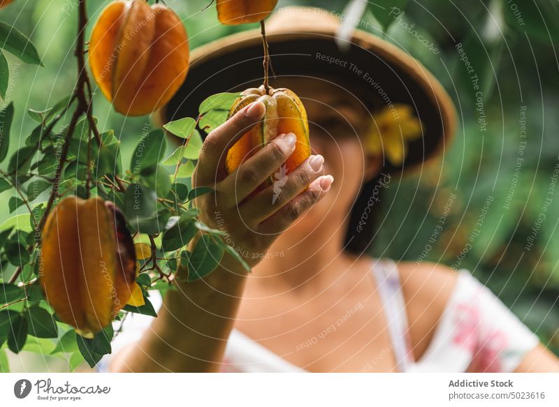 Cheerful woman harvesting star fruits carambola tree garden smile gardener summer ripe pick female fresh cheerful plant happy hispanic ethnic natural glad