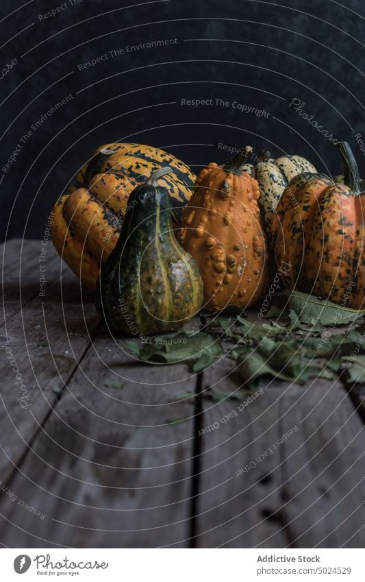 Assorted rustic pumpkins on dark wooden table organic healthy natural assortment harvest fresh food vegetarian fruit farm produce agriculture vegetable nature