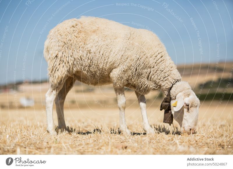 sheep on pasture herd hills grazing grass dry clouds sky countryside woolly flock animal farm livestock agriculture rural nature landscape breed domestic