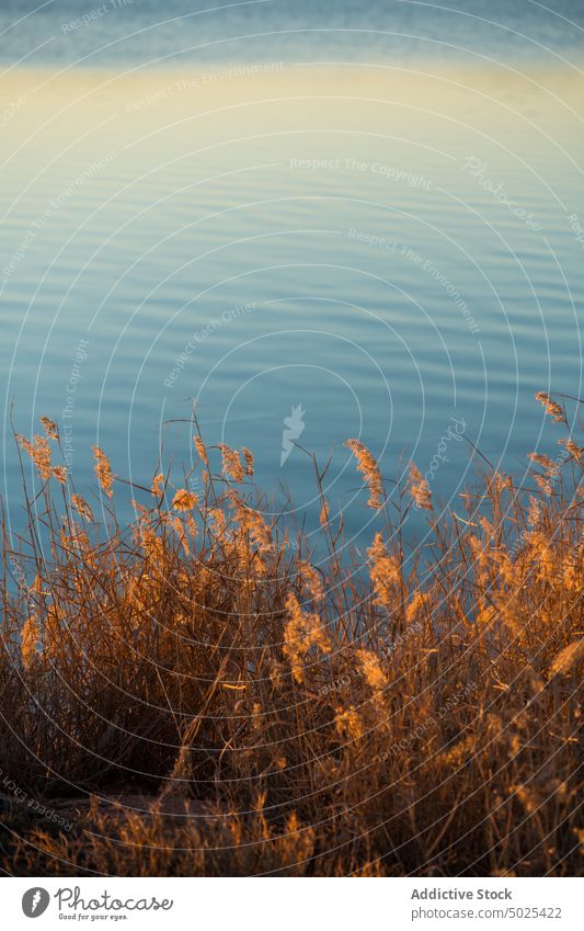 Dried plants in river water shore aqua nature waterside riverside flow dried consuegra spain europe toledo coast waterfront ripple lake environment scenic