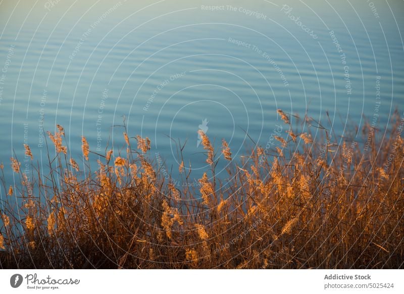 Dried plants in river water shore aqua nature waterside riverside flow dried consuegra spain europe toledo coast waterfront ripple lake environment scenic