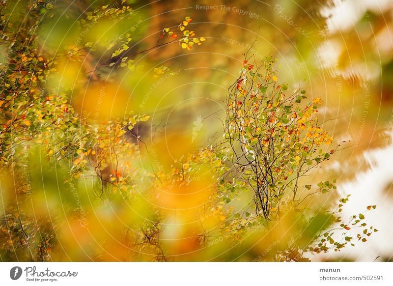 it harvests Nature Autumn Tree Leaf Birch tree Birch leaves Autumnal Autumnal colours Early fall Natural Colour photo Exterior shot Deserted Day Contrast