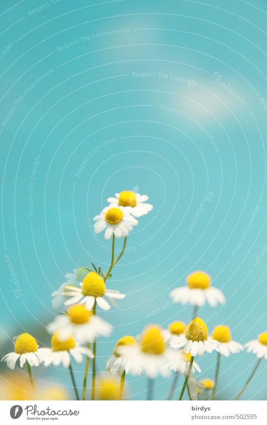 Flowering camomile against blue sky. Medicinal herb, chamomile flowers Camomile blossom Chamomile medicinal plant Nature medicinal herb Plant Sky