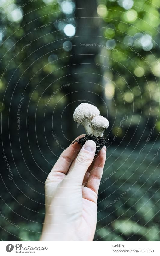 Mushroom season - hand holding up two mushrooms in autumn forest Shallow depth of field Autumn Hand stop Uphold detail Nature Environment Forest Autumnal