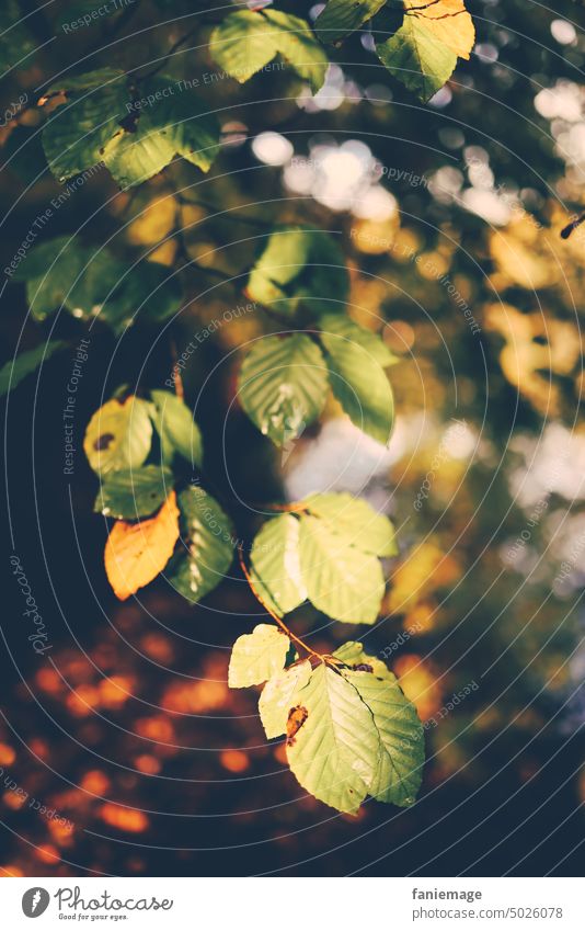 Küss die Hand Blätter Laubbaum Herbstlaub herbstlich Ast Zweig Baum grün gelb Färbung Wärme Sonne anstrahlen leuchten Natur