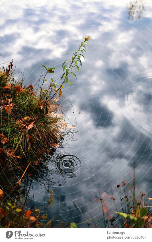 Regentropfen im See Wellen Linien Kreise Kreise ziehen Spiegelung Himmel Wolken herbstlaub Ufer Seeufer Herbst herbstlich Herbststimmung