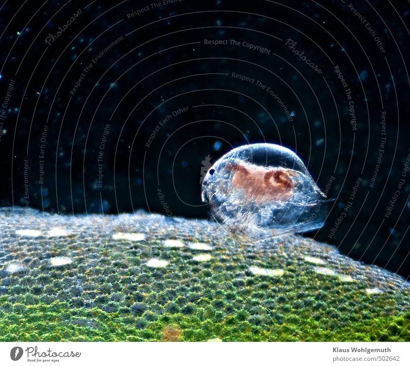 A water flea from the village pond at 80x magnification in proviesory darkfield illumination. Plant Pond Animal Wild animal zooplankton Water flea 1 Blue Brown