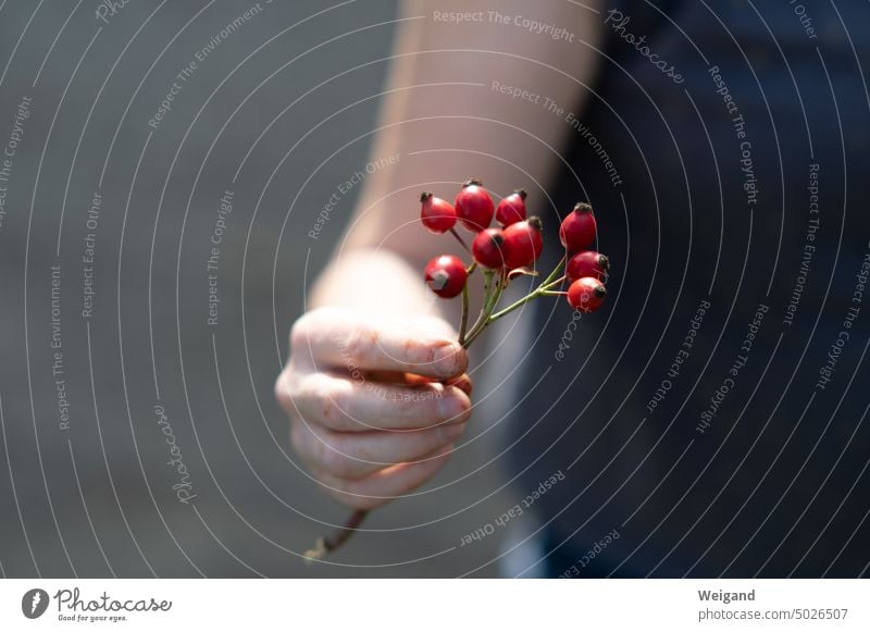 Woman has small branch with red rose hips in hand Rose hip Hand Nature Red pink Autumn Autumnal Garden plants Close-up Branch Dog rose Berries Plant Environment