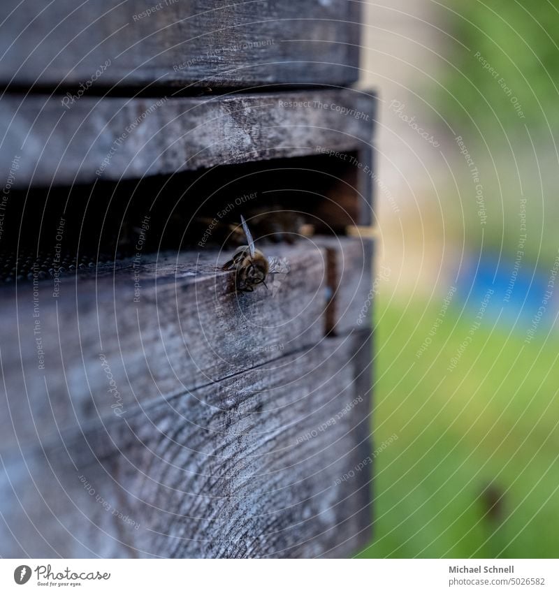 Honey bee on a hive Prey Bee Hive bee hives Beehive Bee-keeper beekeeping Apiary Bee-keeping Food Healthy nature conservation bees