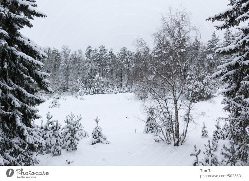 Winter with snow in Beelitz Beelitzer sanatoriums Snow Forest Tree Cold Colour photo Landscape Deserted White Day Nature Exterior shot Environment Frost Ice