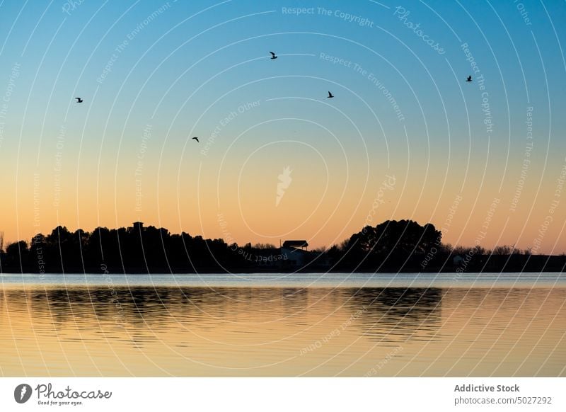 Birds flying over rippling river water shore tree nature evening waterside flock bird ornithology riverside flow consuegra spain europe toledo coast waterfront