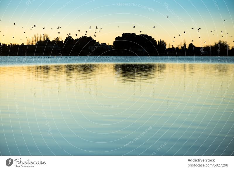 Birds flying over rippling river water shore tree nature evening waterside flock bird ornithology riverside flow consuegra spain europe toledo coast waterfront