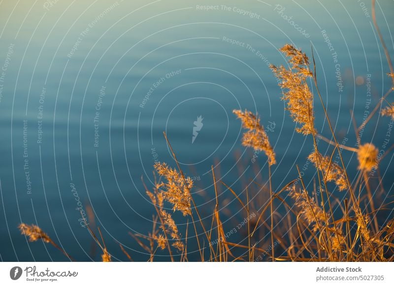 Dried plants in river water shore aqua nature waterside riverside flow dried consuegra spain europe toledo coast waterfront ripple lake environment scenic