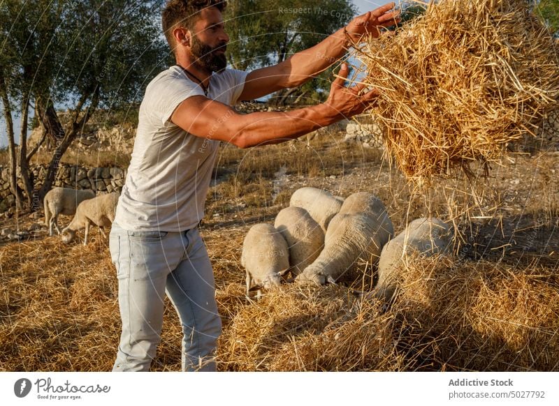 Man feeding sheep on farm man hay agriculture work countryside farmer flock male adult casual job farmland mammal rural livestock farmyard animal daytime