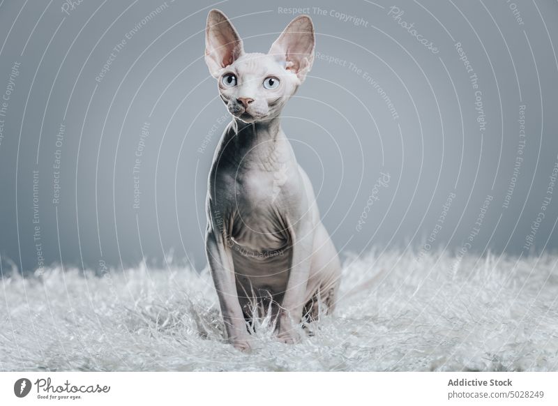 Graceful purebred white cat in gray studio sphynx animal feline grace pet adorable curious portrait attentive friend creature gaze rest cute blanket hairless