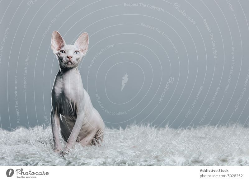 Graceful purebred white cat in gray studio sphynx animal feline grace pet adorable curious portrait attentive friend creature gaze rest cute blanket hairless