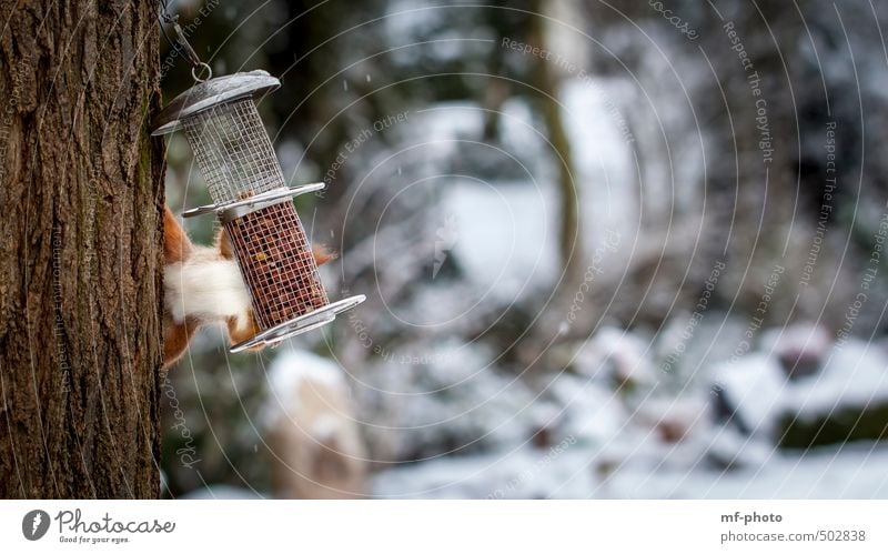 free climber Winter Tree Garden Park Animal Squirrel 1 Orange Colour photo Exterior shot Deserted Day Blur