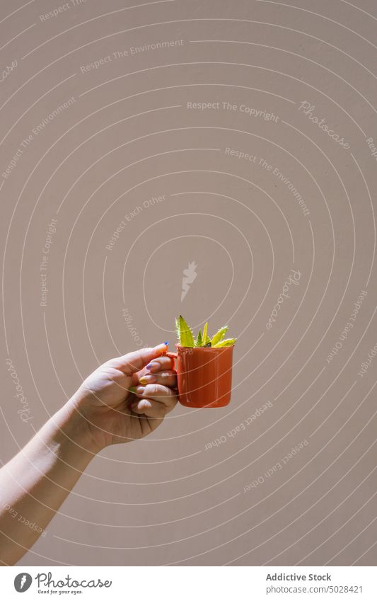 Crop anonymous woman showing small potted plants in daytime flower growth horticulture flowerpot demonstrate fresh botany hand female delicate sprout daylight