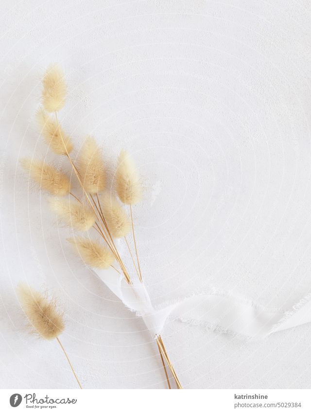 Hare's tail grass and silk ribbons on white top view, copy space. Romantic scene wedding hare tail bow romantic invitation greeting birthday table above