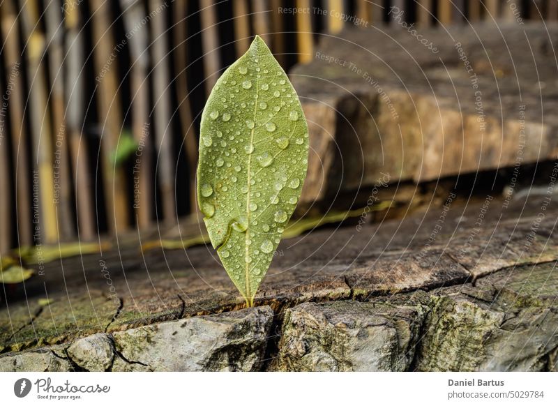 Bay leaves with water droplets on the background of a walnut trunk beautiful closeup concept environment fresh garden green grow growing growth illustration