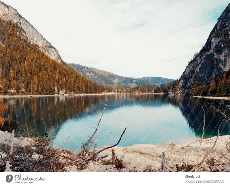 Pragser Wildsee in South Tyrol - in golden October - at low water level Wildsee Lake Autumn golden october Gold Water reflection Seasons Autumnal colours