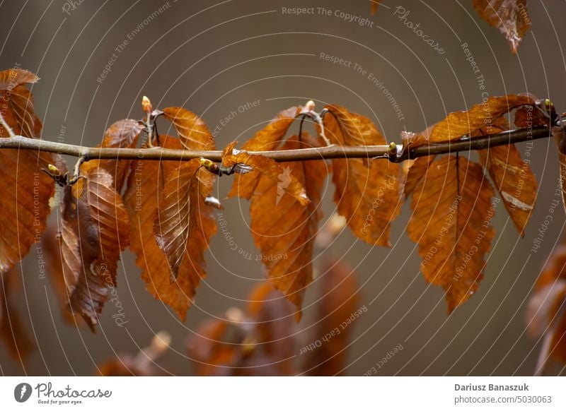 Wet brown leaves on a tree branch leaf autumn nature plant wet background beautiful season forest rain environment orange natural outdoor foliage bright pattern