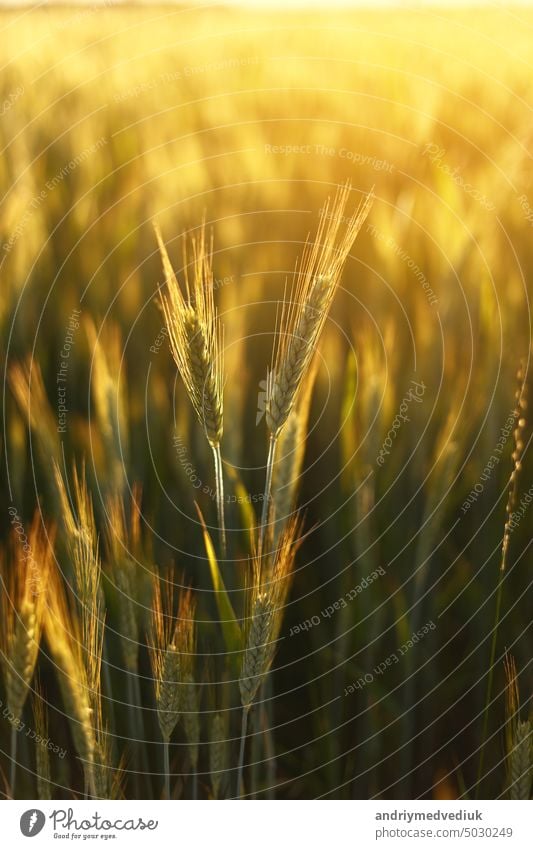 Wheat field. Ears of golden wheat close up. Beautiful Nature Sunset Landscape. Rural Scenery under Shining Sunlight. Background of ripening ears of wheat field.