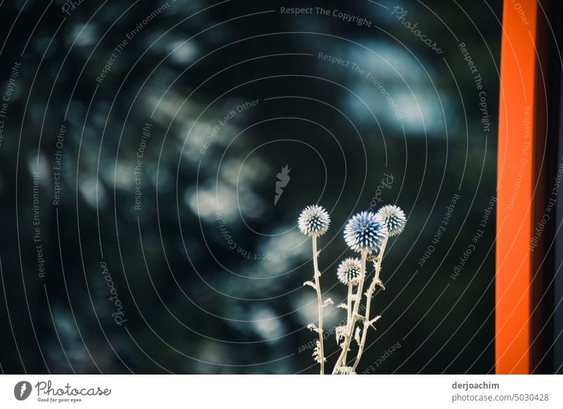 A fascinating shape and glow of the blue ball thistle Plant Nature Close-up Flower Blossoming Blossom leave Detail Colour photo Summer Shallow depth of field