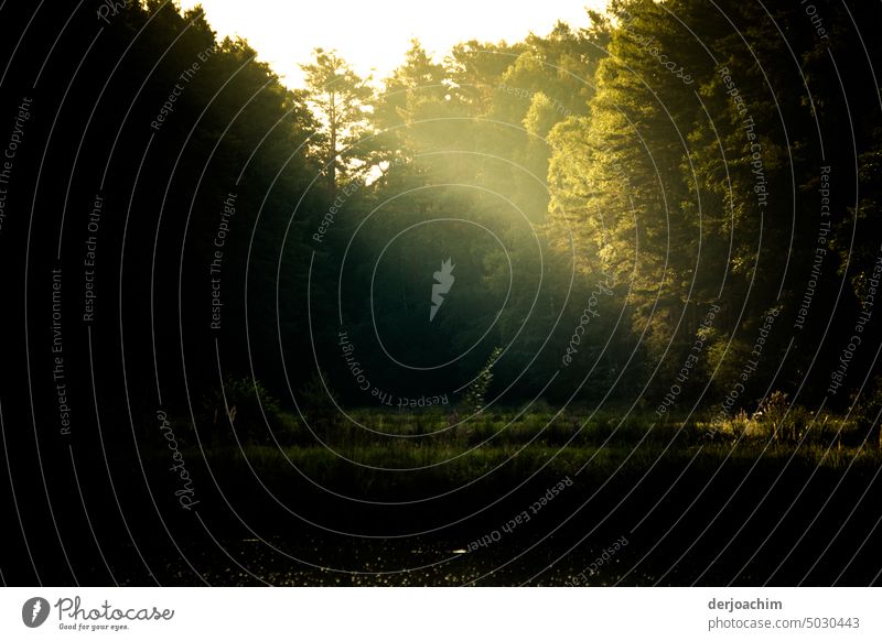 Relaxation idyll early in the morning at the carp ponds. The sun can already be seen. Sunrise at the lake Nature Landscape Light Morning Exterior shot Deserted