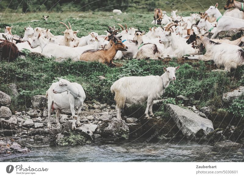 Two goats by the stream, behind them resting herd Herd Brook Willow tree Rest Meadow Grumble grouchy goat Agriculture Grass Farm animal Animal inquisitorial