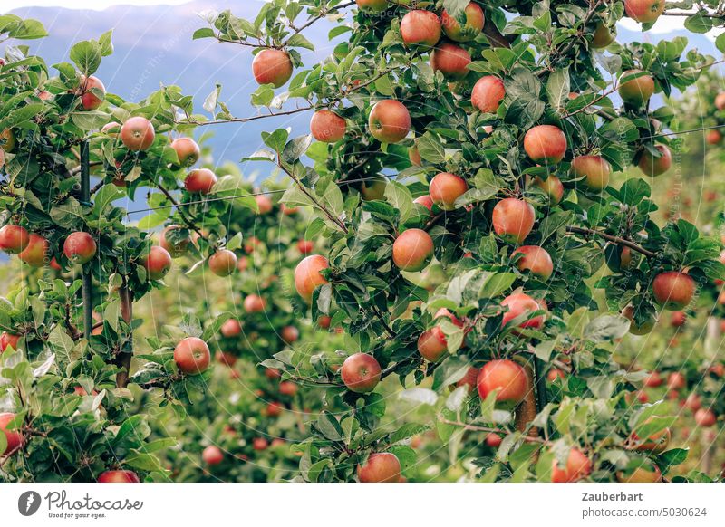 Ripe red apples hanging on tree in plantation in Lofthus Apple Apple tree Plantation orchard Tree Red rosy-cheeked Apple harvest salubriously Juicy Fruit