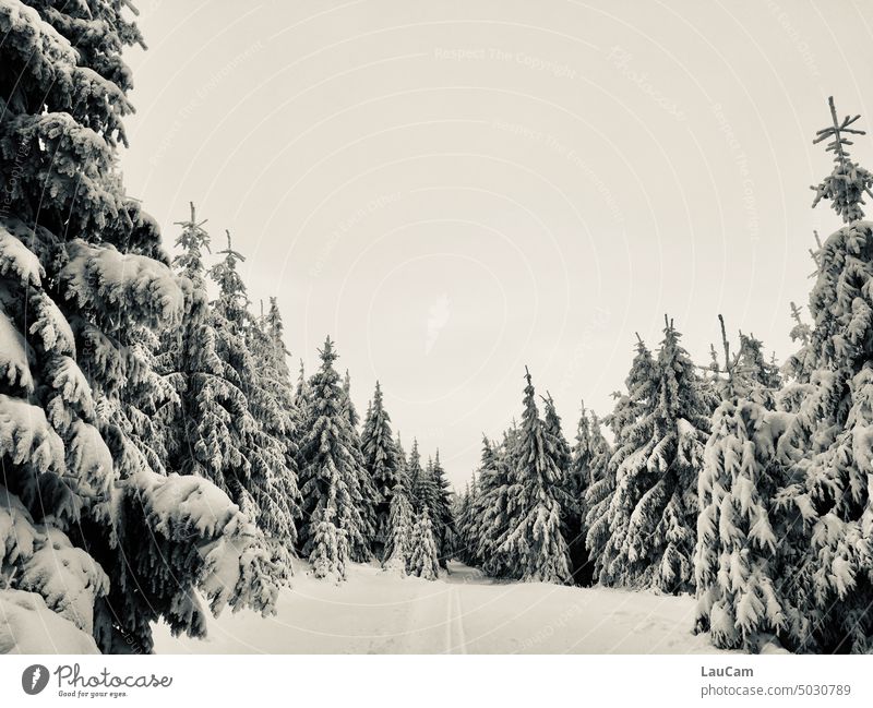 Lonely cross country ski trail in winter forest Winter Snow Cross-country ski trail cross-country skiing Winter sports Forest firs Relaxation Nature vinaceous