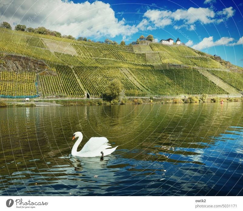 Frigate Swan Mute swan Bird Animal Poultry White Elegant Large afloat Paddling glide along Water River Moselle Surface of water Rhineland-Palatinate