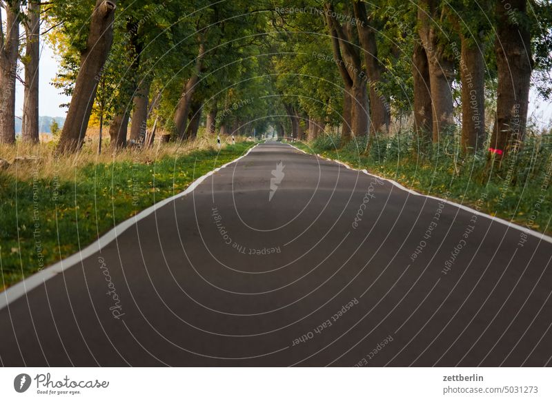 Country road to Linumhorst Evening Brandenburg Twilight Far-off places Sky Horizon Landscape Agriculture October Willow tree wide Weather Meadow cloud Street