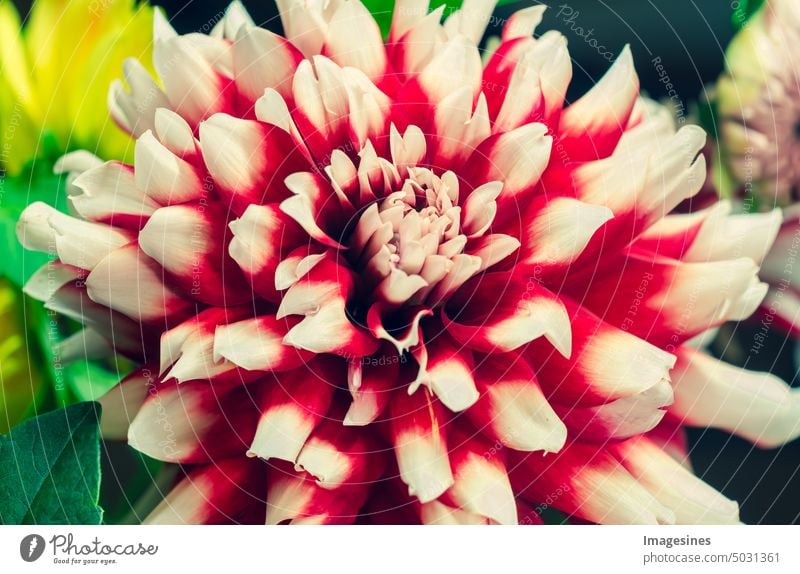 Dahlia autumn flower close up dahlia Close-up Abstract Autumn background pretty Beauty & Beauty Large Black blossom Blossoming bokeh Flower map Chrysanthemum