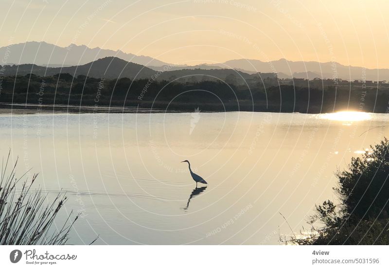 Heron in water Heron water reed Reflection sun Water Nature Exterior shot Landscape Lake Lakeside