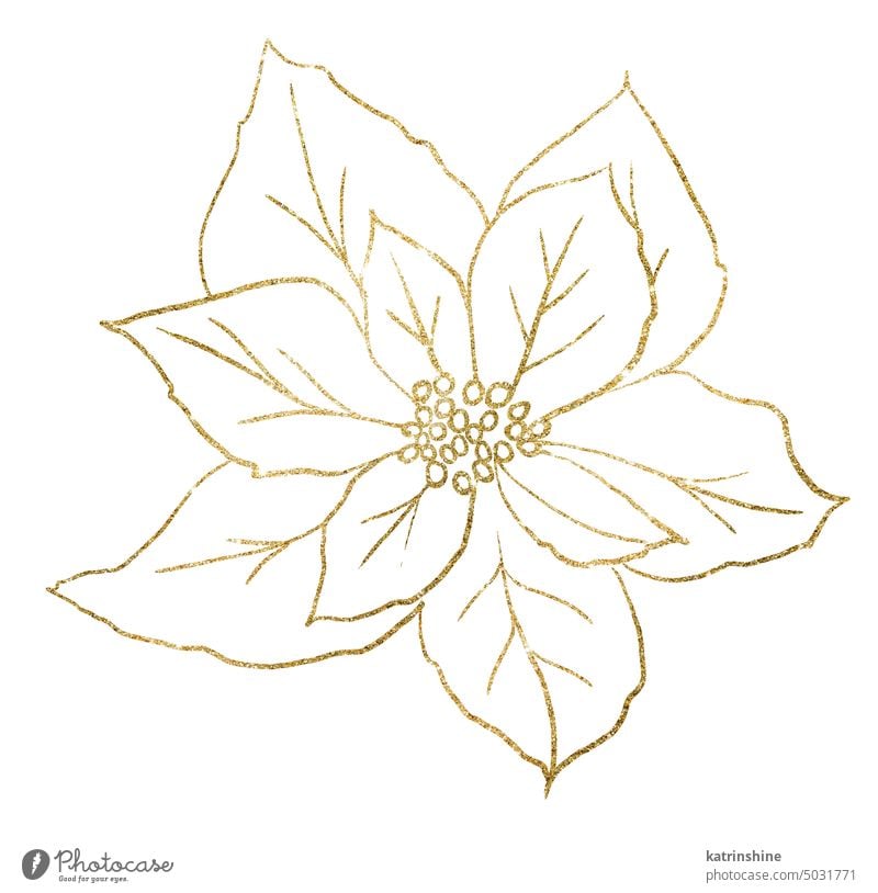 Christmas golden outline Poinsettia flower, Winter holiday party design element Decoration Drawing Element Hand drawn Holiday Isolated Nature Ornament Paint