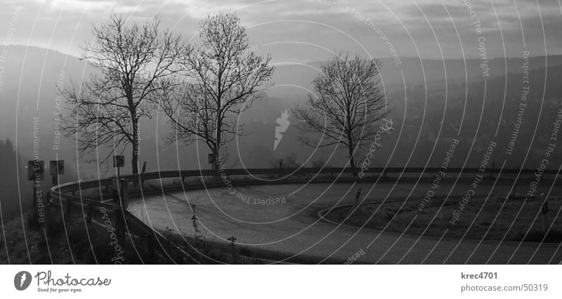 Watch it! Watch it! Curve! Tree Eifel Fog Back-light Downward Upward Autumn Signs and labeling Street shining Mountain Black & white photo