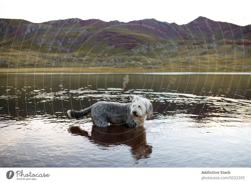 Hairy dog in river near mountains old english sheepdog water valley ridge nature calm countryside travel peaceful shore clean lake range highland scenic stream