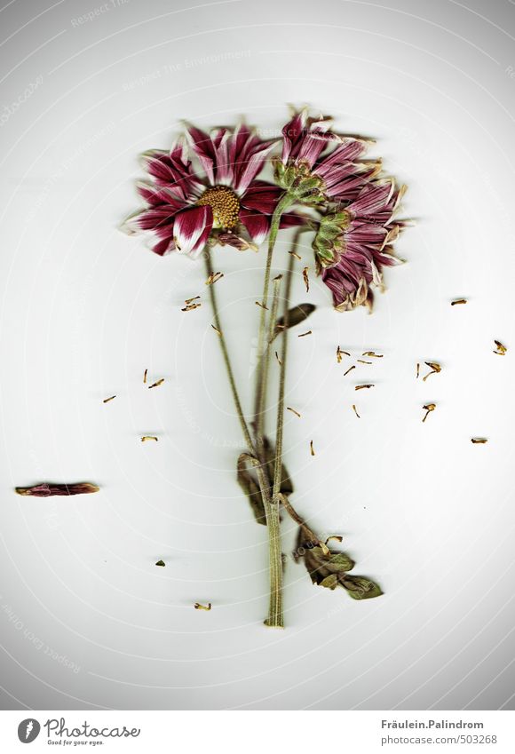 he loves me, he doesn't love me, he loves me... Plant Flower Leaf Blossom Blossoming Natural Colour photo Interior shot Close-up Detail Deserted Copy Space left