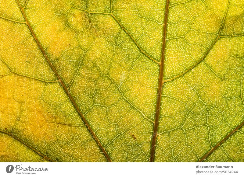 macro shot of colorful autumn leaves foliage yellow maple nature background season leaf fall seasonal golden white plant autumnal branch natural tree orange